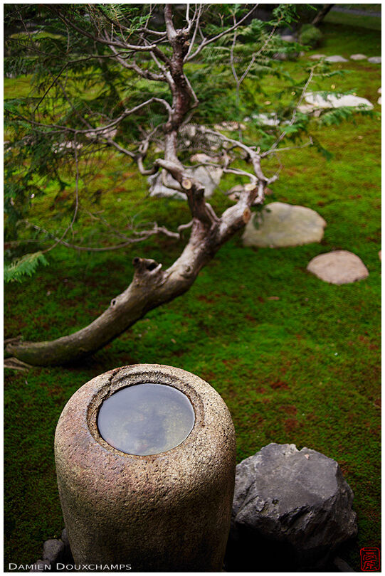 Tsukubai water basin and old pine on moss garden, Mitsui villa, Kyoto, Japan