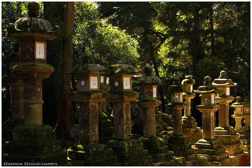 Long row of stone lanterns on the path leading to Kasuga Taisha, Nara, Japan