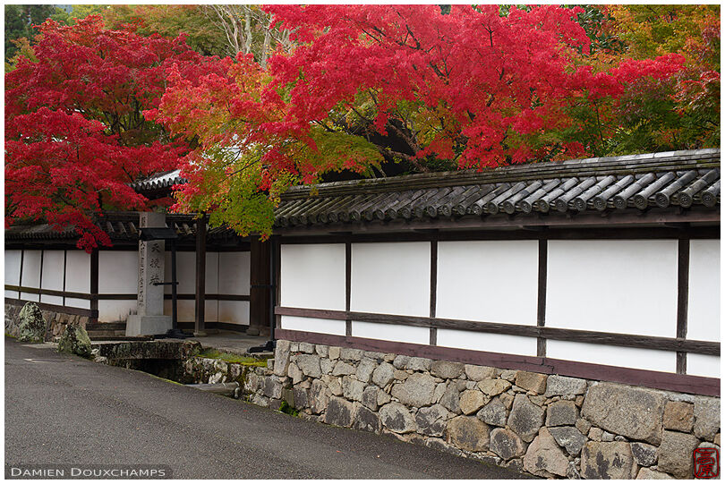 Bright autumn foliage overflowing over the wall of Tenju-an temple, Kyoto, Japan