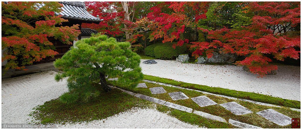 Bright red autumn colours and mossy path in the garden of Tenju-an temple, Kyoto, Japan