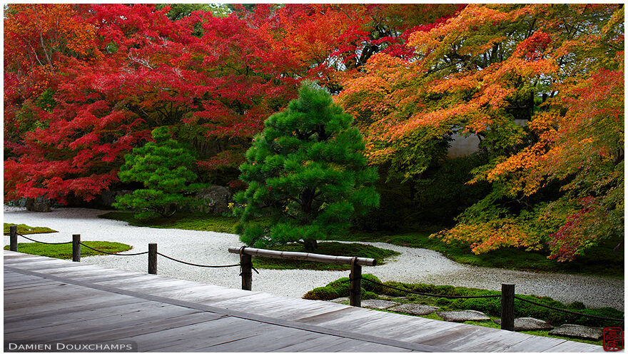 Pine tree and autumn colors in the dry landscape garden of Tenju-an temple, Kyoto, Japan