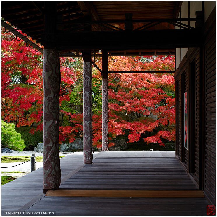 Peak autumn colours in Tenju-an temple, Kyoto, Japan