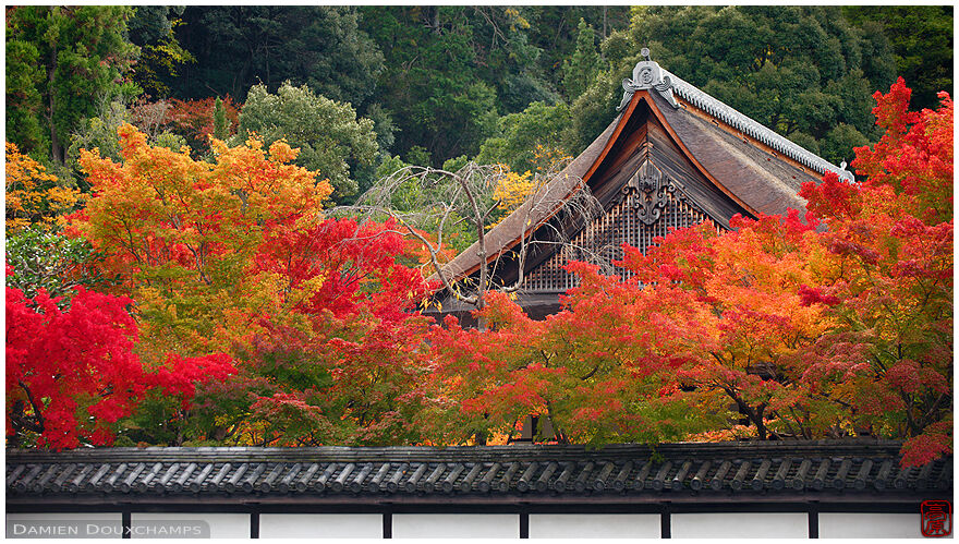 The bright autumn colors of Tenju-an, a subtemple of Nanzen-ji in Kyoto, Japan