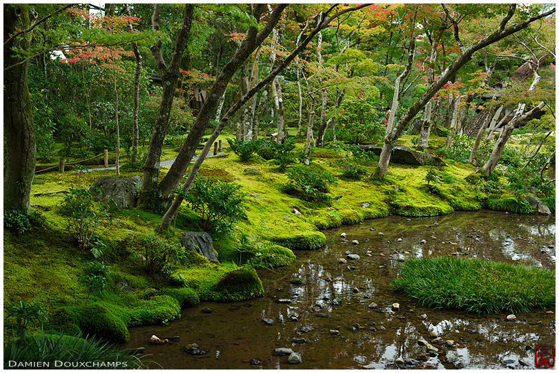Lush green moss in the garden of Murin-an, Kyoto, Japan