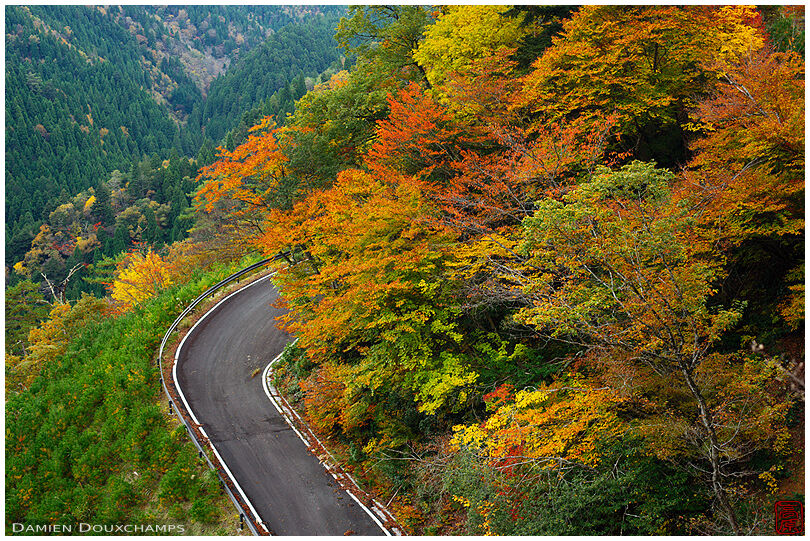 Old road lost in autumn colours in the mountains of Shiga, Japan