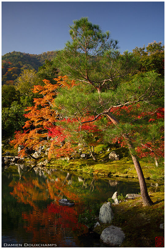 Early morning light on the maple and pine trees around Tenryu-ji temple pond, Kyoto, Japan