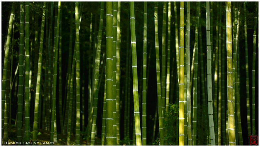 Bamboo forest in Tenryu-ji temple, Kyoto, Japan