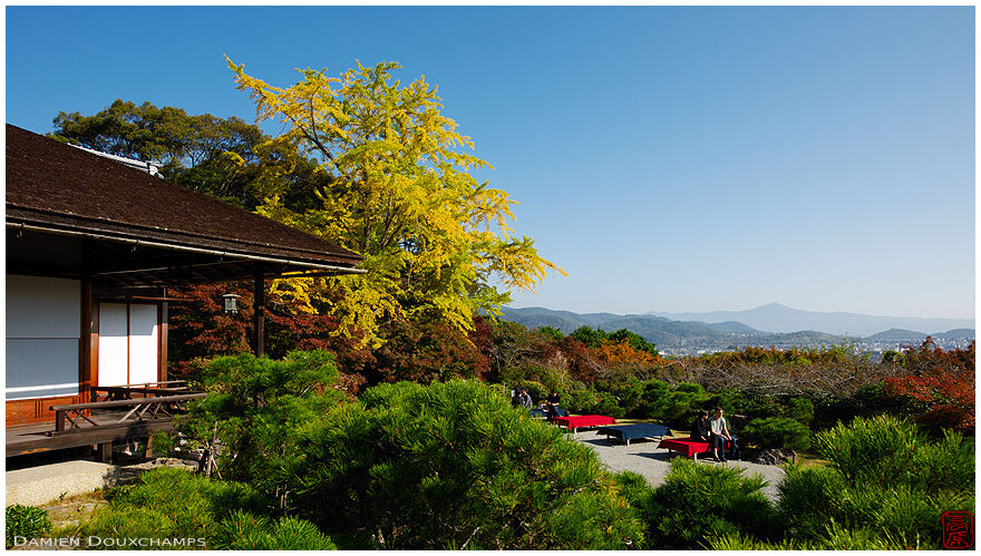 Red area with large yellow ginkgo tree in Okochi Sanso villa, Kyoto, Japan