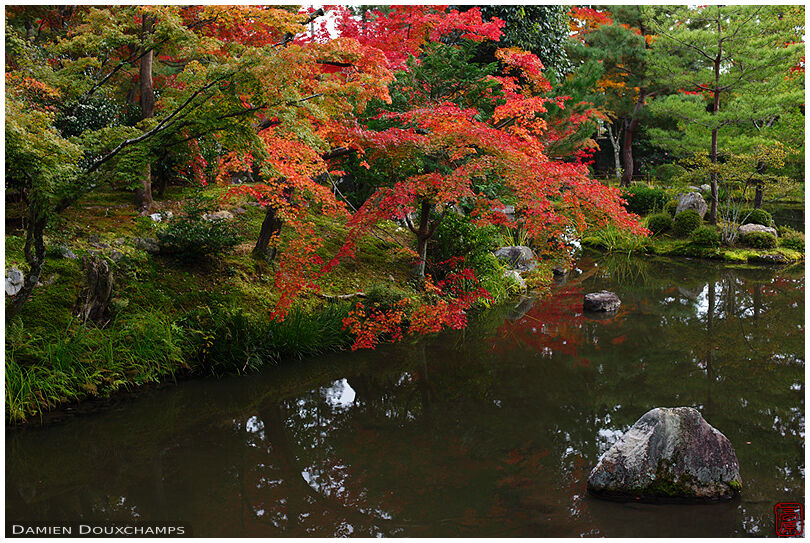 Red maple trees leaning over Toji-in garden pond, Kyoto, Japan