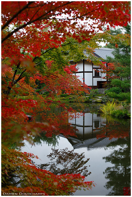 Red maple colours around the pond of Toji-in temple garden, Kyoto, Japan