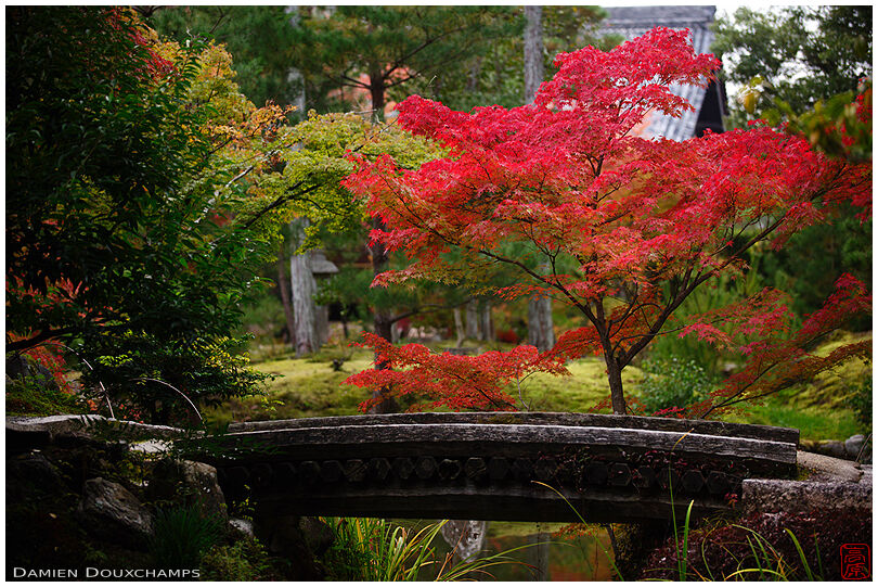 Red maple tree and wooden bridge on the old garden of Toji-in temple, Kyoto, Japan