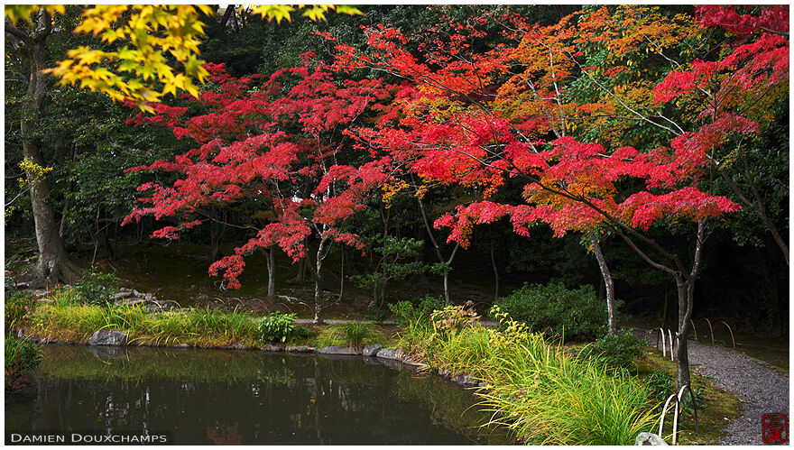 Young maple trees turning all red around the pond of Toji-in temple, Kyoto, Japan