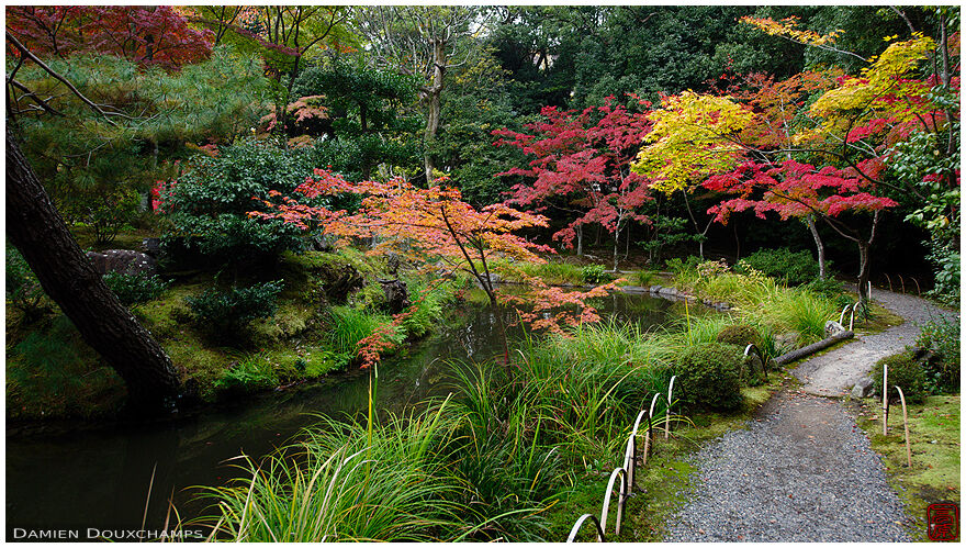 Multi-coloured maple trees in the pond garden of Toji-in temple, Kyoto, Japan