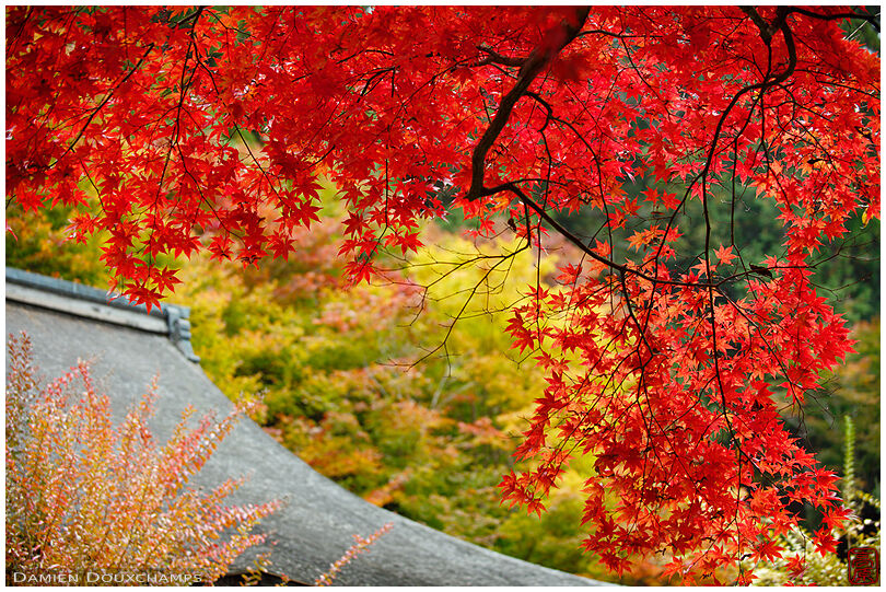 Autumn colors in Jakko-in temple, Ohara valley, Kyoto