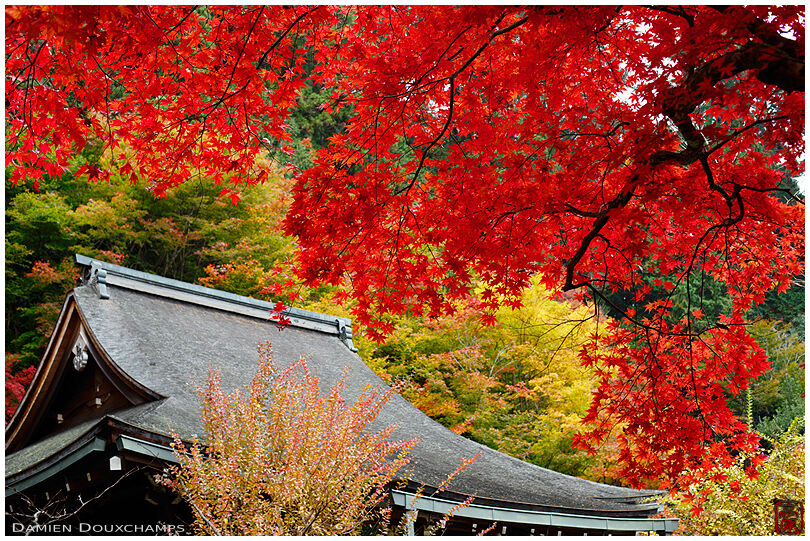 Jakko-in temple main hall in autumn, Ohara valley, Kyoto