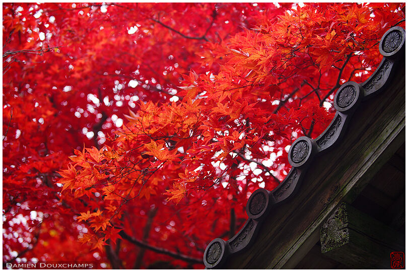 Fiery red autumn colours and roof tiles in Jabkko-in temple, Kyoto, Japan