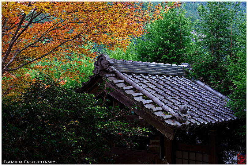 Early autumn colours over the small gate of Keitoku-in temple, Ohara valley, Kyoto, Japan