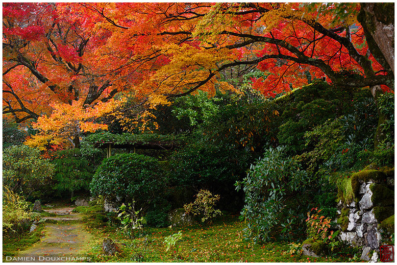 Green garden under red autumn foliage, Jikko-in temple, Ohara, Kyoto, Japan
