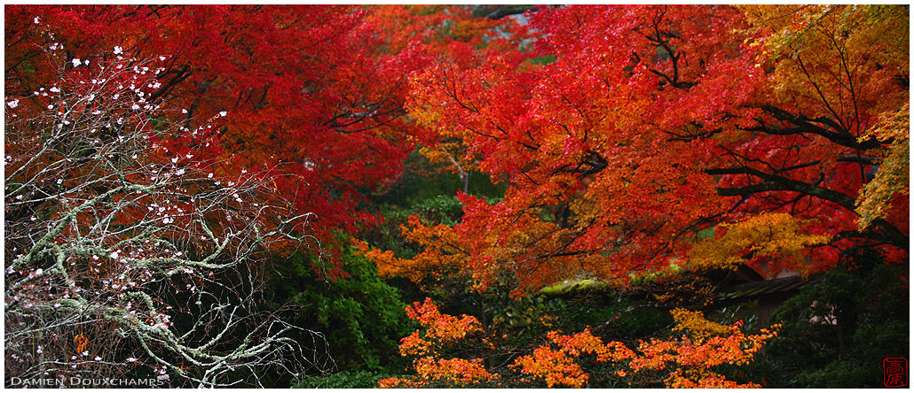 Autumn cherry blossoms and red autumn colors in Jikko-in temple, Kyoto, Japan