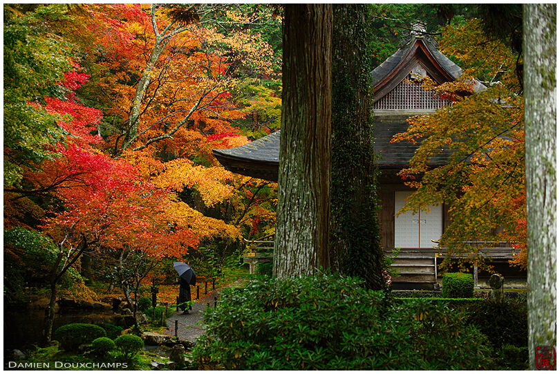 Autumn colours in Sanzen-in temple forest, Ohara valley, Kyoto