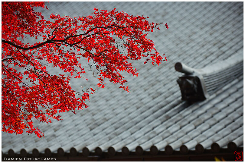 Bright red maple colours and temple roof lines, Eigen-ji, Shiga, Japan