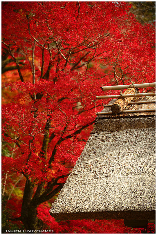 Traditional thatched roof and bright autumn colours, Eigen-ji temple, Shiga, Japan