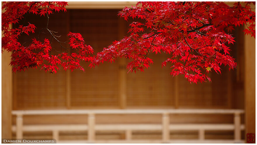 Bright red maple leaves in Eigen-ji temple, Shiga, Japan