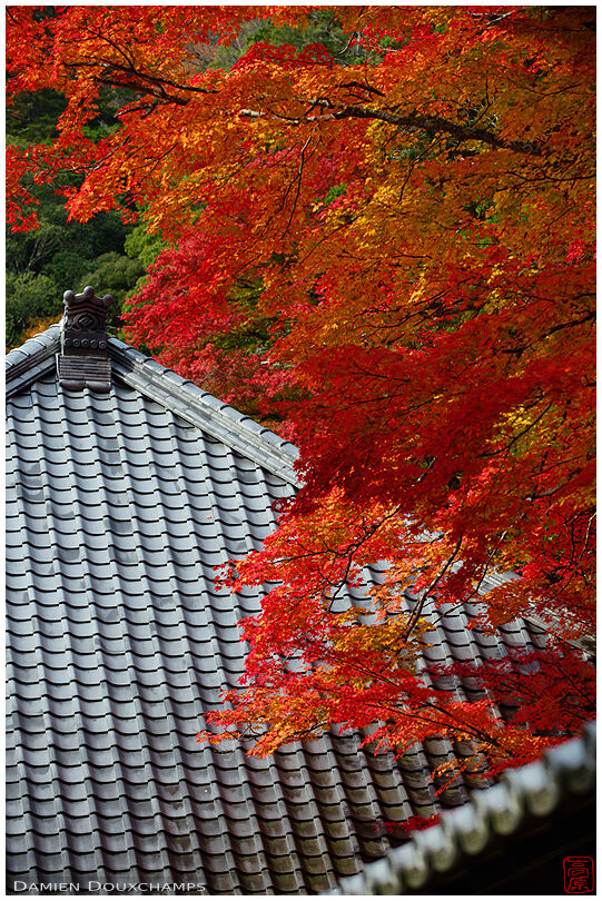Half roof, half autumn colours, completely awesome (Eigen-ji temple, Shiga, Japan)