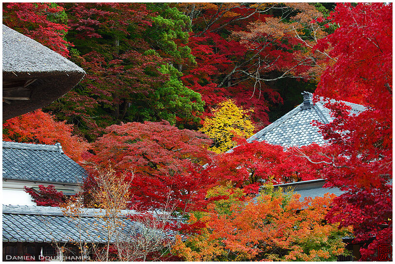 Autumn colours everywhere on the grounds of Eigen-ji temple, Shiga, Japan