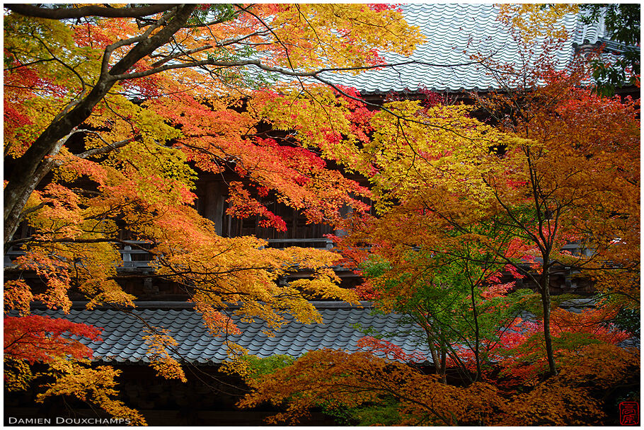 Full autumn color palette in Eigen-ji temple, Shiga, Japan