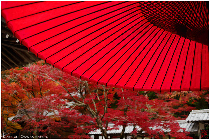 Red traditional Japanese umbrella and autumn colours, Eigen-ji temple, Shiga, Japan