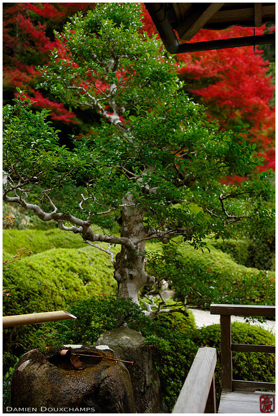 Tsukubai water basin in corner of zen garden in autumn, Daichi-ji temple, Shiga, Japan