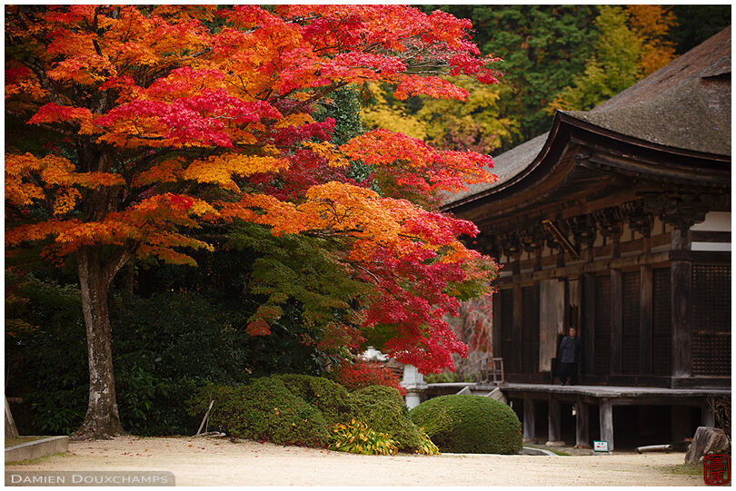 Beautiful red maple tree near the main hall of Zensui-ji temple, Shiga, Japan