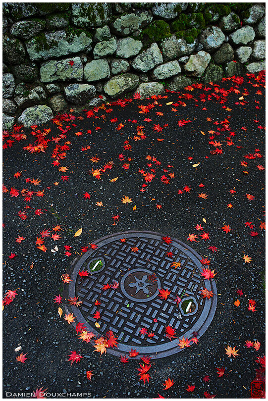 Fallen red maple leaves around Zenka-in temple's entrance, Kyoto, Japan