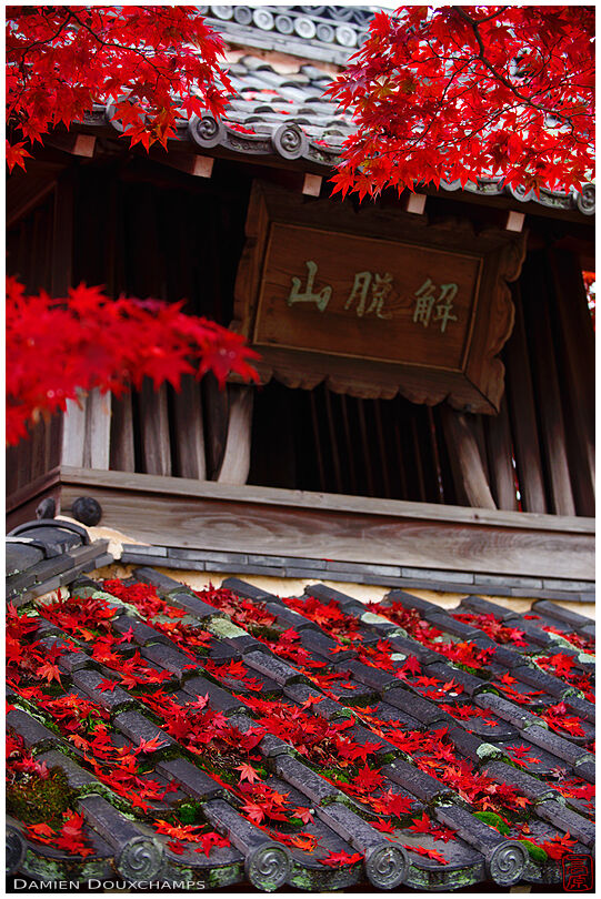 Pure red maple leaves on and around Zenka-in temple's gate, Kyoto, Japan