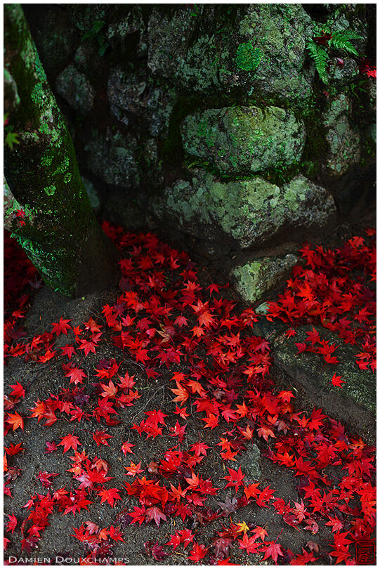 Bright red fallen autumn leaves at the entrance of Zenka-in temple, Kyoto, Japan