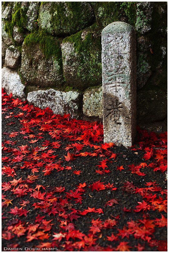 Temple marker and pure red fallen autumn leaves, Zenka-in, Kyoto, Japan