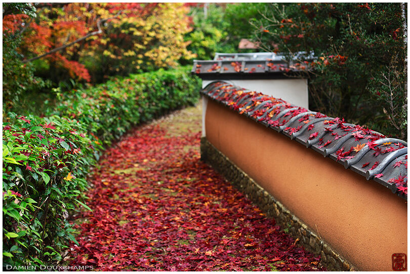 Little cute fat wall covered with fallen maple leaves in the gardens of Shodensan-so, Kyoto, Japan