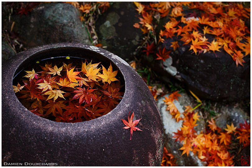 Round tsukubai water basin and fallen maple leaves on a rainy autumn day in Shodensanso, Kyoto, Japan