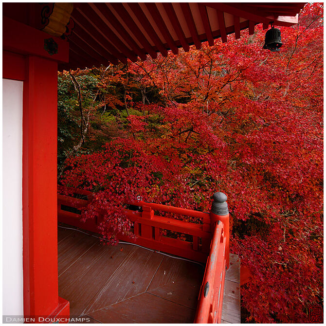 Red maple foliage around the Bentendo hall of Daigo-ji temple, Kyoto, Japan