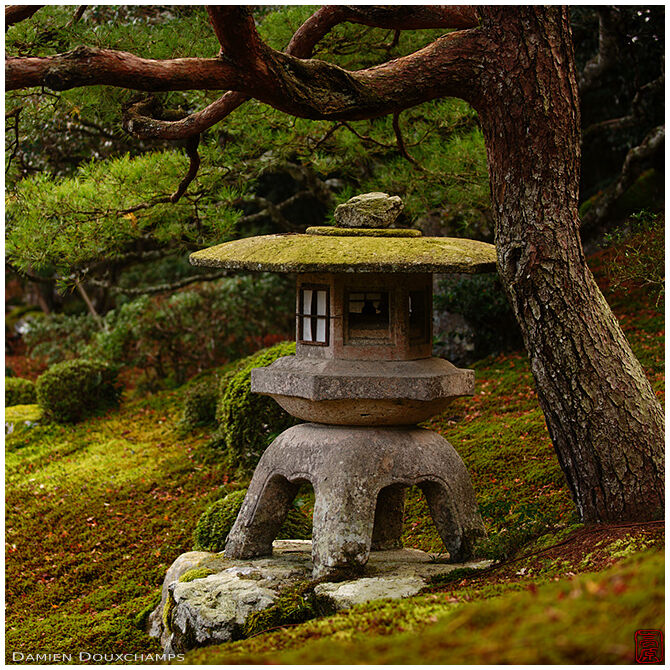 Old lantern sitting under pine tree in the garden of Chikurin-in temple, Shiga, Japan