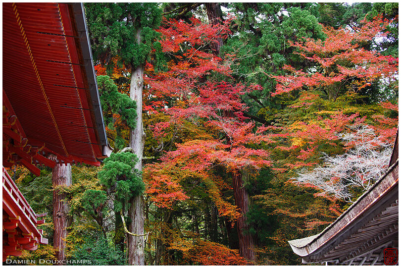 Autumn colours between old and new temple buildings, Hiyoshi shrine, Shiga, Japan