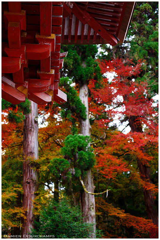 Roof detail and autumn colors, Hiyoshi-taisha, Shiga, Japan