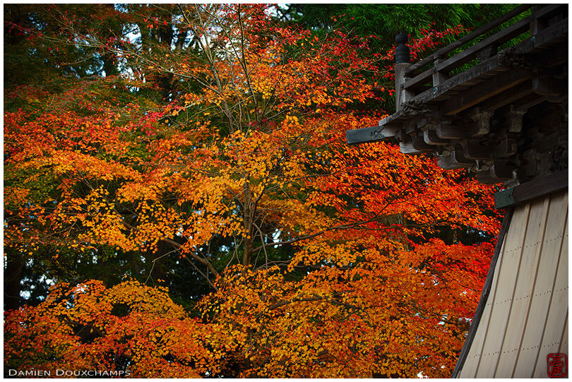 Belfry balcony and red autumn foliage, Saikyo-ji, Shiga, Japan
