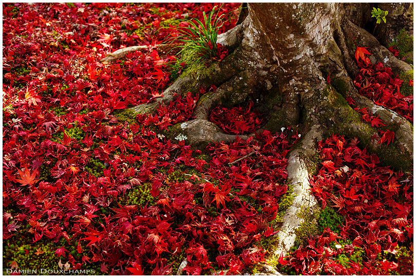 Moss garden covered with fallen red leaves at the foot of a maple tree, Kyoto, Japan