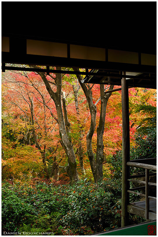 Autumn colours in the forest around Jikishi-an temple, Kyoto, Japan