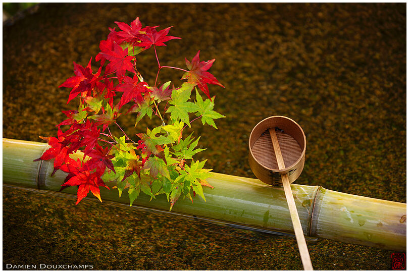 Tsukubai water basin with autumn decoration, Enko-ji temple, Kyoto