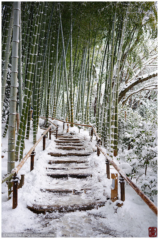 Snowy path in bamboo forest, Kodai-ji temple, Kyoto