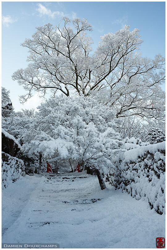 Snow laden tree over the main temple path of Ohara during a crisp winter morning, Kyoto, Japan