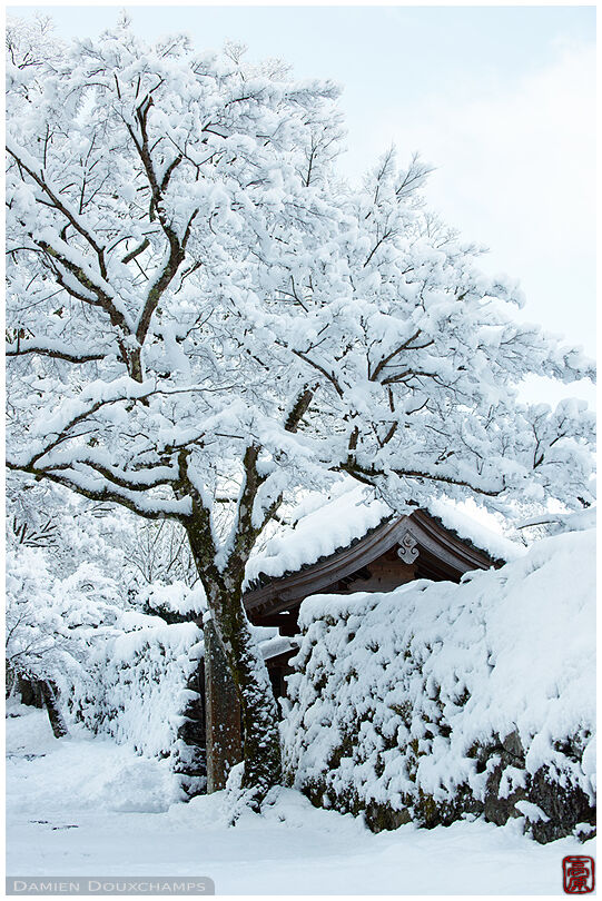 Fresh snow on Jikko-in temple entrance, Ohara valley, Kyoto